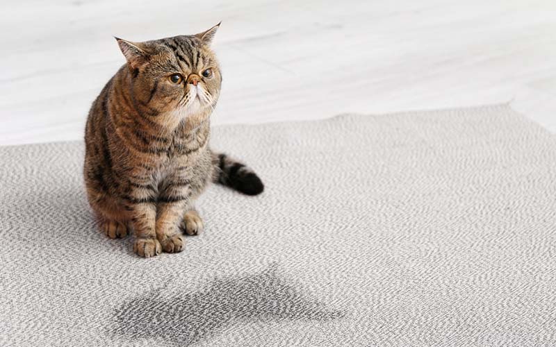 carpet cleaning in brooklyn, carpet cleaning in brooklyn, carpet cleaning brooklyn, carpet cleaners in brooklyn, carpet cleaners in brooklyn, commercial carpet cleaning, commercial carpet cleaning in brooklyn, brooklyn rug cleaners, rug cleaning services in brooklyn, same day carpet cleaning, same day rug cleaning